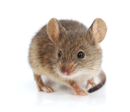 Close view of a tiny house mouse (Mus musculus)