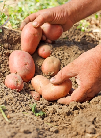 Farmer pick up the red potatoes crop from soilの写真素材