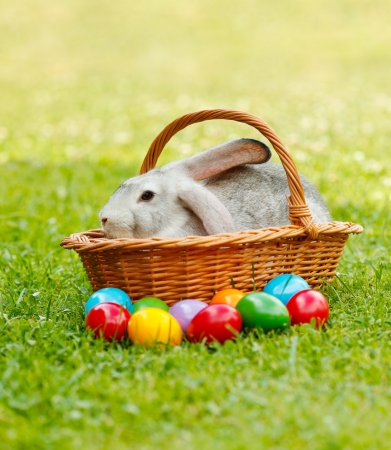 Grey rabbit in wicker basket in green grass along the colorful easter eggsの写真素材