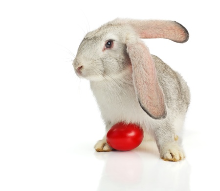 Grey rabbit with red easter egg on white backgroundの写真素材
