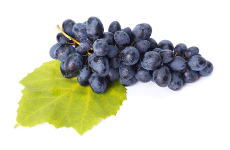 Single wet blue grape cluster on leafの写真素材