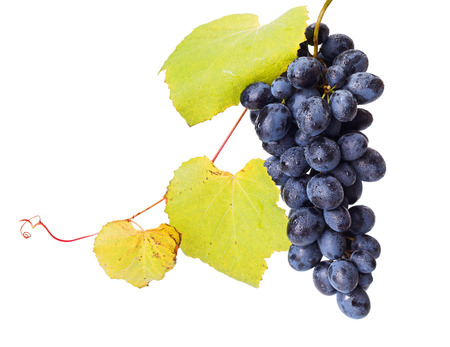 Single blue grape cluster with vine leavesの写真素材
