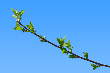 First green leaves of cherry tree branchの写真素材