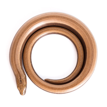 Slow worm or legless lizard on white background. Anguis fragilisの写真素材
