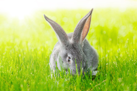 Young domestic grey rabbit in green grassの写真素材