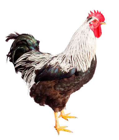 Rooster with white-black feathers on white background. Gallus gallus domesticusの写真素材