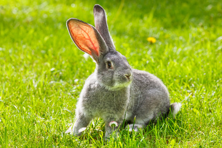 Young domestic gray rabbit in green grass