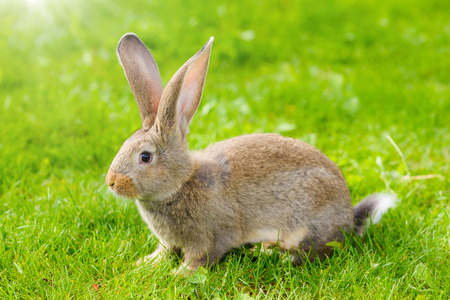 Brown rabbit in green grassの写真素材