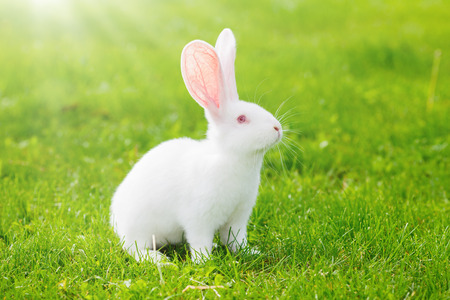 White rabbit sitting in sunny green garden in grassの写真素材