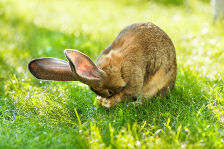 Brown rabbit in green grass, cleaning himselfの写真素材