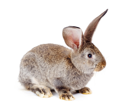 Young domestic brown rabbit on white backgroundの写真素材