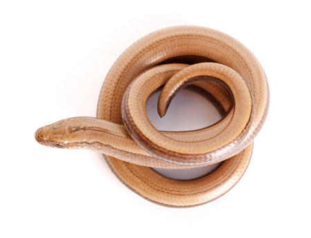 Slow worm or legless lizard on white background. Anguis fragilis
