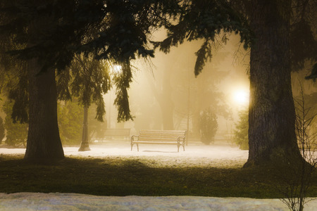 Foggy night in the winter parkの写真素材