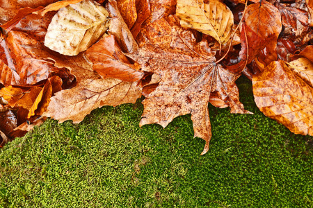 Wet rusty leaves and green moss background in autumnの写真素材