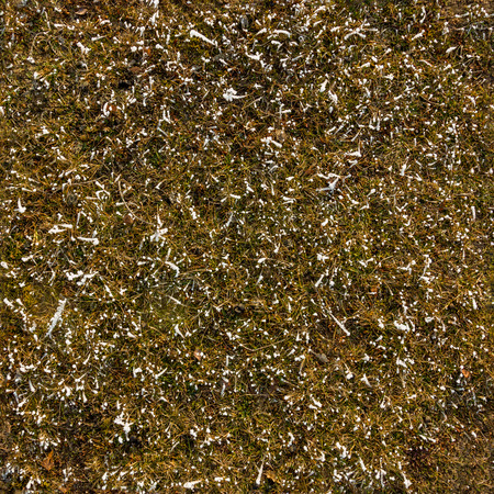 Seamless frozen grass texture in winterの写真素材