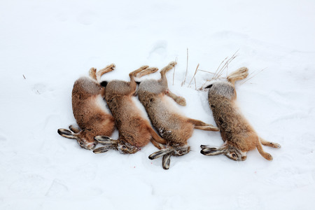 Four hares in snow, killed by hunter in winterの写真素材