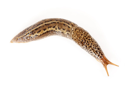 Limax maximus - great grey or leopard slugの写真素材