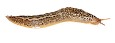 Limax maximus - great grey or leopard slugの写真素材