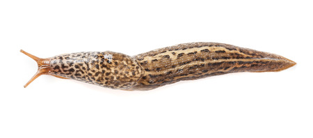 Limax maximus - great grey or leopard slugの写真素材