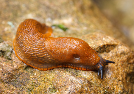 Spanish slug - Arion vulgaris - in it's natural environment, cold wet and dark placeの写真素材