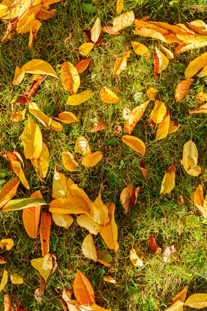 Autumn foliage: green grass and yellow leaves on the groundの写真素材