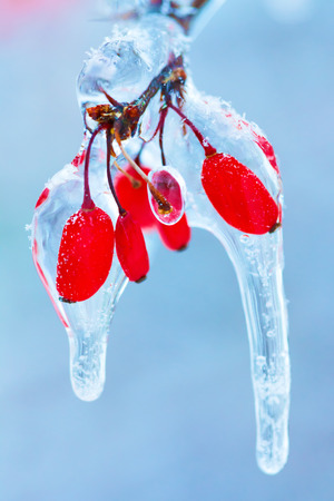 Frozen rosehip branch covered with flowing icicles in winterの写真素材