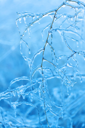 Frozen branches covered with flowing icicles in winterの写真素材