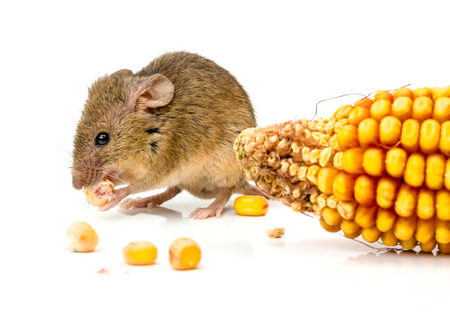 Close view of a tiny house mouse (Mus musculus) eating corn seedsの写真素材