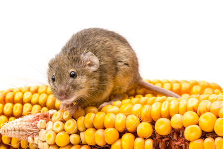 Close view of a tiny house mouse (Mus musculus) on corn cobの写真素材