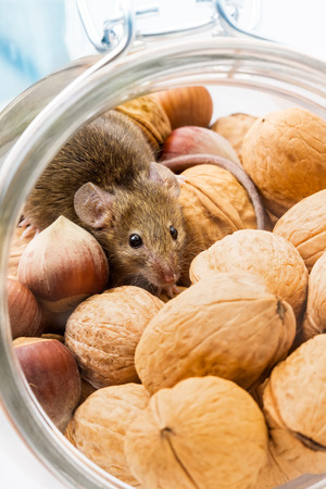 Tiny house mouse (Mus musculus) hiding in walnut and hazelnut jarの写真素材