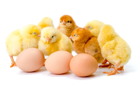 Group of newborn yellow chickens with eggs on white Group of newborn yellow chickens with eggs on white