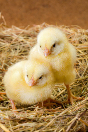 Little sleepy newborn yellow chickens in nestの写真素材