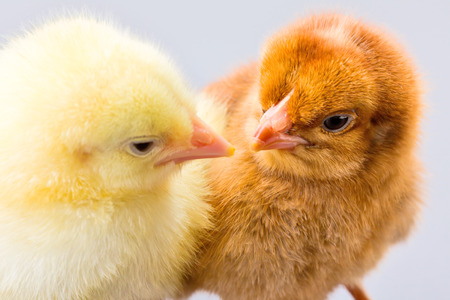 Macro of newborn chicken heads on gray background