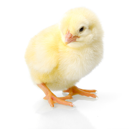 Yellow newborn chicken on reflective white background Yellow newborn chicken on reflective white background