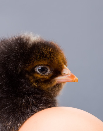 Macro of black newborn chicken head near eggの写真素材