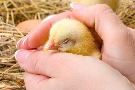 Newborn yellow chicken sleeping in human handの写真素材