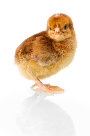 Brown newborn chicken on reflective white backgroundの写真素材