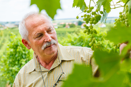 Viticulturist man studying green grape clusters in vineyardの写真素材