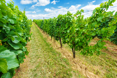 Blauer Portugeiser and Blaufrankisch green grapes in Hungarian vineyardの写真素材