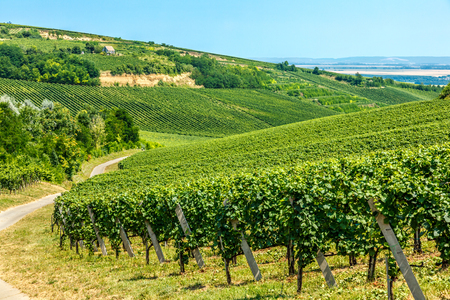 Merlot green grapes in a vineyard in Villany, Hungaryの写真素材