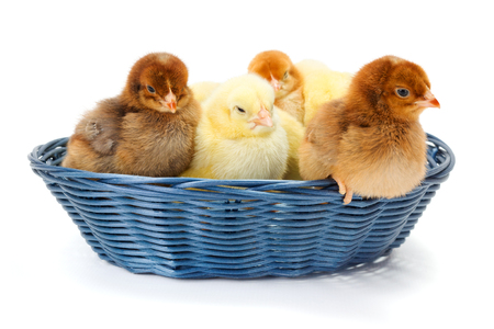 Lots of newborn chickens in blue wicker basket