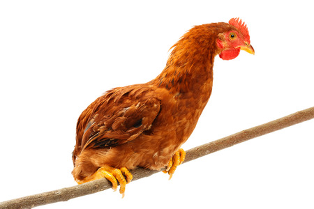 Brown chicken standing on thing branch. Isolated on whiteの写真素材