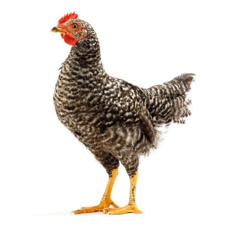 Mid-sized pullet standing on white backgroundの写真素材