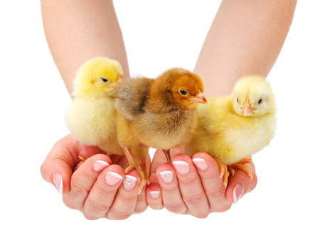 Three little newborn chickens standing in human handの写真素材
