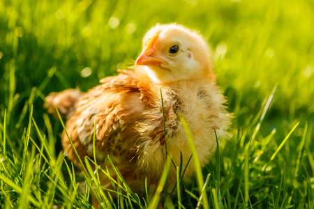 Little chicken standing in summer grassの写真素材