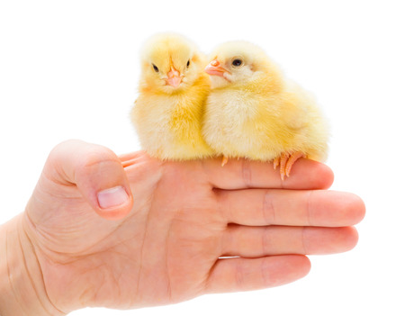 Two newborn chickens sitting on human palm edge. Isolated on white