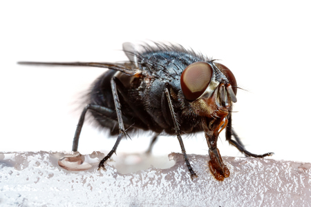 Extreme macro of a feeding black flyの写真素材