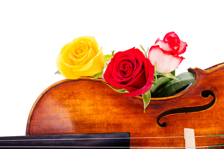 Close view of three flowers on violinの写真素材