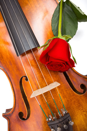 Top view of red rose on violinの写真素材