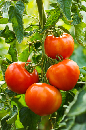 Organic ripe tomato cluster in a greenhouseの写真素材